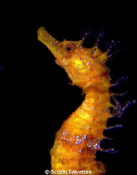 sea horse by Scozio Salvatore 